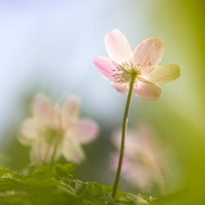 Macro Fotografie voor Starters door Betere Landschaps