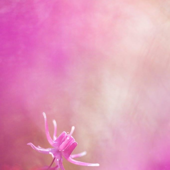 Masterclass Macrofotografie door Betere Landschapsfoto (1)