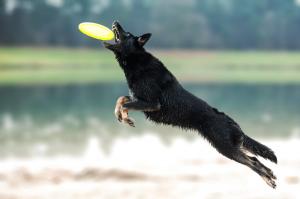 Honden frisbee dogfrisbee